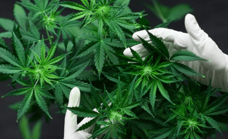 WeedMD Inc (OTCMKTS:WDDMF) Completes Harvest Of Outdoor Crop At Strathroy Facility: WeedMD Receives A License To Sell Cannabis Products - FactsAboutCBD